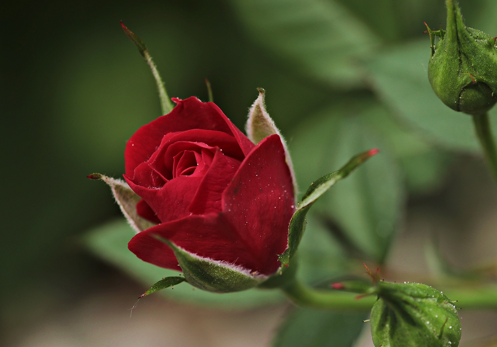 rose-2396773_1920